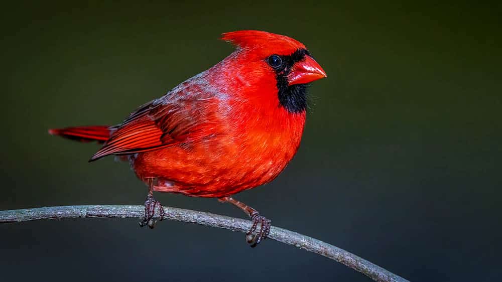 Descubre el fascinante mundo de los pájaros y su impacto en la naturaleza